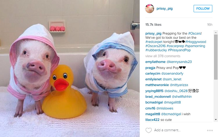 A Story Of One Instagram Prissy Pig